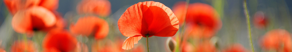 immagine di copertina "Apeiron racconta" immagine di copertina "Apeiron racconta"